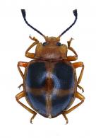 Corynomalus vestitus vestitus (Voet, 1798)
