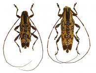 Hilobothea latevittata (Bates, 1865)  ♂ & ♀