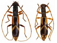 Heterachthes pelonioides   (Thomson, 1867) ♂ & ♀