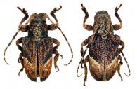 Euthima rodens  (Bates, 1865)  ♂ & ♀