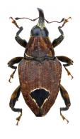 Piazurus sacer Pascoe, 1886