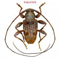 Tropidozineus brunneomaculatus Roguet, 2022 PARATYPE