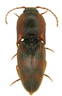 Conoderus sp2