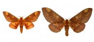 Citheronia hamifera hamifera Rothschild, 1907 ♂ & ♀