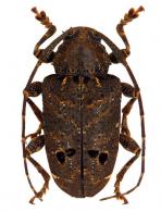 Trypanidius notatus  (Fabricius, 1787)
