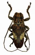 Lachnia subcincta  Audinet-Serville, 1835