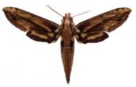 Xylophanes crenulata   Vaglia & Haxaire, 2010