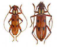 Dubiefostola auricollis   Tavakilian & Monné, 1991  ♂ & ♀