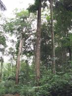Forêt primaire 