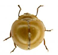 Aegithus sp2
