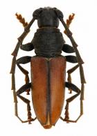 Hamaederus glabricollis ? (Bates, 1870)