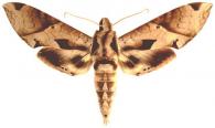 Eumorpha satellitia licaon  (Cramer, 1775)