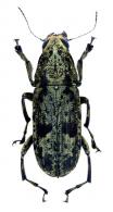 Nemotrichus pilicornis (Fabricius, 1801)
