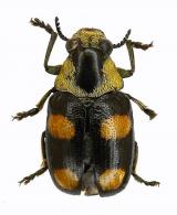 Clytrinae Gen sp27