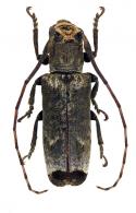 Trestonia morrisi  Martins & Galileo, 2005