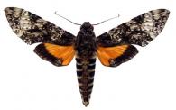 Isognathus excelsior  (Boisduval, 1875)