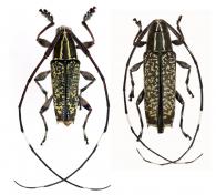 Colobothea lineatocollis  Bates, 1865  ♂ & ♀