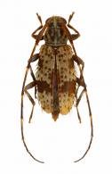 Sporetus porcinus Bates, 1864