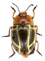 Erotylidae Gen sp 21