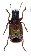 Monocloeus ramoides Rheinheimer, 2016