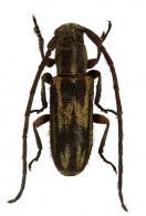 Amphicnaeia lineata  Bates, 1866