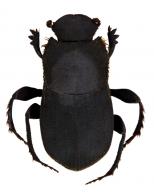 Eurysternus hypocrita Balthasar, 1939