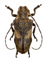 Touroultia lordi  Nearns and Tavakilian, 2012