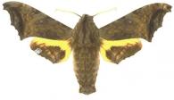 Nyceryx riscus  (Schaus, 1890)