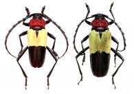 Phaedinus tricolor  Dupont in Audinet-Serville, 1834 ♂ & ♀