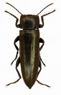 Acropteron sp1
