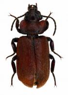 Physea sp1