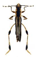 Odontocera villosa  Monné & Magno, 1988