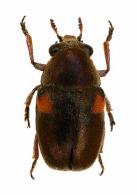 Clytrinae Gen sp29