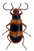 Strongylium cyaneomaculatum  Pic, 1918