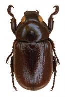Cyclocephala ergastuli  Dechambre, 1997