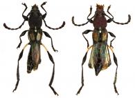Optomerus roppai  Magno, 1995 ♂ & ♀