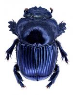 Dendropaemon (Onthoecus) attalus  Génier & Arnaud, 2016