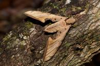Protambulyx strigilis