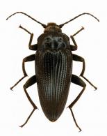 Lobopoda sp2