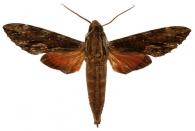 Erinnyis oenotrus  (Cramer, 1780)