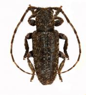Desmiphorini Gen sp G274