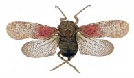 Fulgoridae Gen sp22
