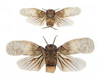 Paralystra emma White, 1846  ♂ & ♀