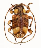 Styloleptus charynae ? Santos-Silva, Monné, 2023