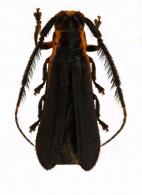 Tyrinthia scissifrons  Bates, 1866