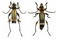 Agaone notabilis   (White, 1855)♂ & ♀