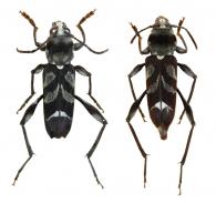 Rostroclytus turuna  (Galileo & Martins, 2007)  ♂ & ♀