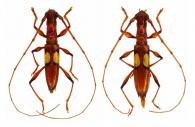 Gnomibidion translucidum (Martins, 1960) ♂ & ♀