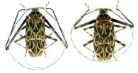 Acrocinus longimanus   (Linnaeum, 1758)  ♂ & ♀