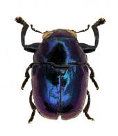 Cryptocephalinae Gen sp8